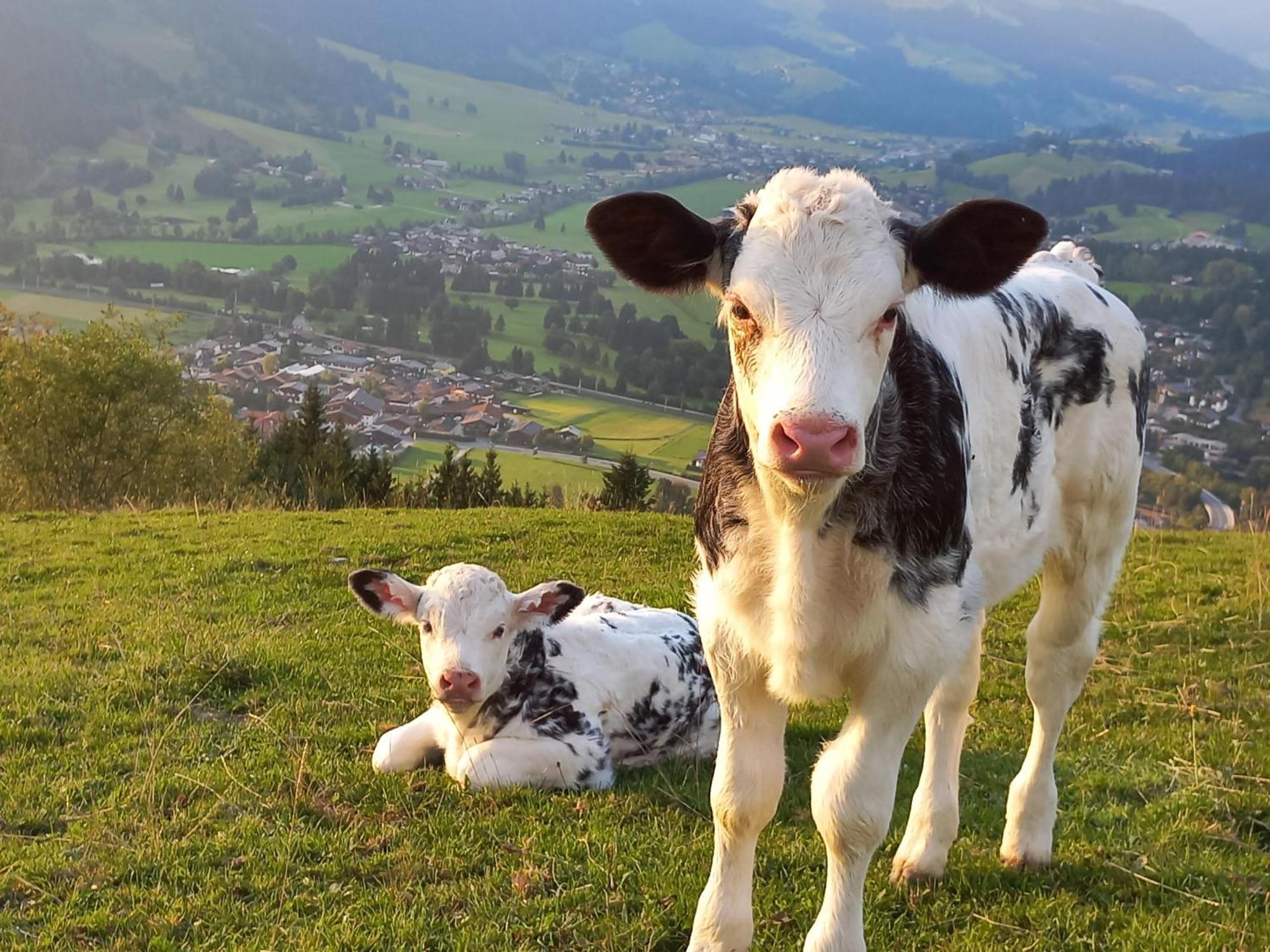 Hahnenkammblick Villa Kitzbühel Eksteriør bilde